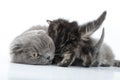 Mother cat feeding kittens Royalty Free Stock Photo