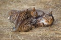 Mother cat feeding kittens Royalty Free Stock Photo