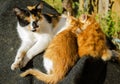 Mother cat feeding kittens Royalty Free Stock Photo