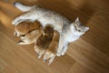 Mother cat feeding kittens and looking back, newborn kitten British Shorthair Four golden kittens are feeding. View from above, Royalty Free Stock Photo