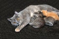 Mother cat feeding kittens. Royalty Free Stock Photo