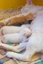 Mother cat feeding kittens Royalty Free Stock Photo
