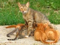 Mother cat is feeding nursing her small kittens. Mother-cat breast-feeding baby cats. Royalty Free Stock Photo
