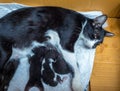 Mother cat feeding three baby kittens Royalty Free Stock Photo
