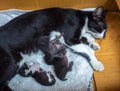 Mother cat feeding three baby kittens Royalty Free Stock Photo