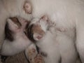 A Mother Cat Feeding Newborn Kittens Royalty Free Stock Photo