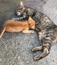 Mother cat feeds a red-haired kitten Royalty Free Stock Photo