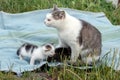 A mother cat feeds small kittens in the garden on a blanket