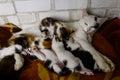 Mother cat with her kittens on bed Royalty Free Stock Photo
