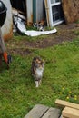 Momma cat with her kittens Royalty Free Stock Photo