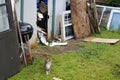 Momma cat with her kittens Royalty Free Stock Photo