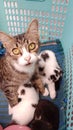 mother cat and her three babies