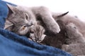 Mother cat hugging her babies Royalty Free Stock Photo