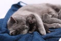 Mother cat hugging her babies Royalty Free Stock Photo
