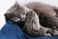 Mother cat hugging her babies Royalty Free Stock Photo