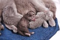 Mother cat hugging her babies Royalty Free Stock Photo