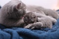 Mother cat hugging her babies Royalty Free Stock Photo