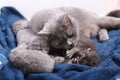 Mother cat hugging her babies Royalty Free Stock Photo