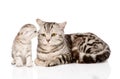 Mother cat with kitten. isolated on white background