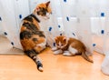 Mother cat and kitten sitting near the curtains. Ginger and white kitten looking at the tail of adult tricolor cat.