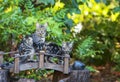 Mother Cat and Kitten on Wood Bridge