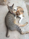 Mother cat and kittens on the terrace