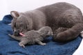 Mother cat licking her babies Royalty Free Stock Photo