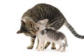 Mother cat licking her kitten Royalty Free Stock Photo