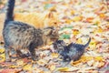 Mother cat with little kitten walks on fallen leaves