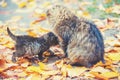 Mother cat with little kitten walks on fallen leaves