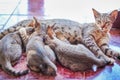 Mother cat  lying and her baby drinking milk from breast , animal family on background Royalty Free Stock Photo