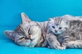 Mother cat lying with kitten on blue garments