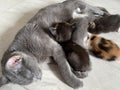 Mother cat nursing her babies kittens Royalty Free Stock Photo