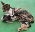 A mother cat nursing her kittens Royalty Free Stock Photo