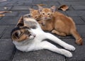 A mother cat nursing her little brown kittens, in shallow focus Royalty Free Stock Photo