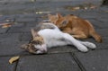 A mother cat nursing her little brown kittens, in shallow focus Royalty Free Stock Photo