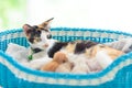 Mother cat nursing kitten. Breastfeeding Royalty Free Stock Photo