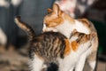 Mother cat is playing with her child. Licks kitten with tongue Royalty Free Stock Photo