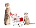 Mother cat with shopping cart and kitten