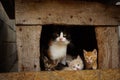 Mother cat sits with kittens in a doghouse