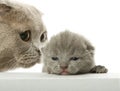 Mother-cat and small kitten Royalty Free Stock Photo