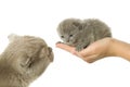 Mother-cat and small kitten Royalty Free Stock Photo