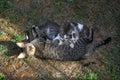 Mother cat with a small kitten lying on the floor. Royalty Free Stock Photo