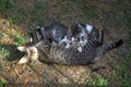 Mother cat with a small kitten lying on the floor. Royalty Free Stock Photo