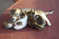 Mother cat with a small kitten lying on the floor. Royalty Free Stock Photo