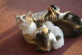 Mother cat with a small kitten lying on the floor. Royalty Free Stock Photo