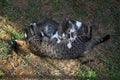 Mother cat with a small kitten lying on the floor. Royalty Free Stock Photo