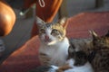 Mother cat with a small kitten lying on the floor. Royalty Free Stock Photo