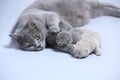 Mother cat takes care of her kittens Royalty Free Stock Photo