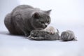 Mother cat takes care of her newly born kittens Royalty Free Stock Photo